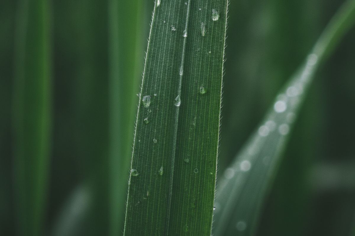 Close up of tall fescue lawn